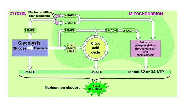 Important Diagrams: Respiration in Plants | Biology Class 11 - NEET