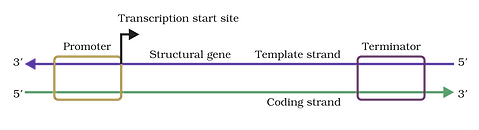 Important Diagrams: Molecular Basis of Inheritance | Biology Class 12 - NEET
