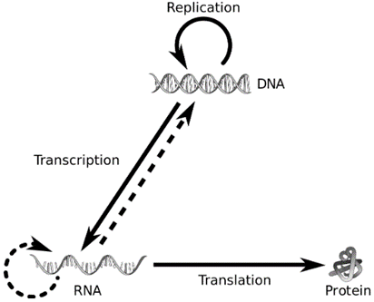 Molecular Basis of Inheritance Chapter Notes | Biology Class 12 - NEET