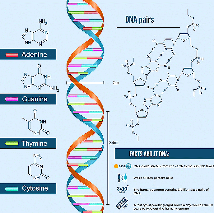 Nucleic Acids and Polysaccrides | Biology Class 11 - NEET