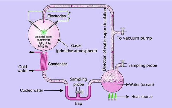 Important Diagrams: Evolution | Biology Class 12 - NEET