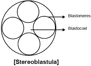 General Properties of Embryonic Development | Additional Study Material for NEET