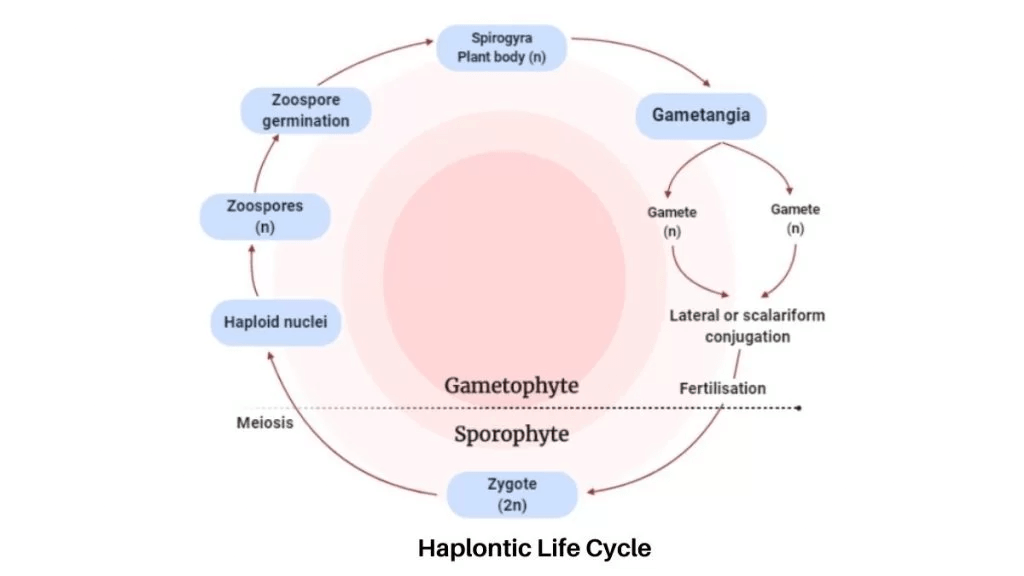 Plant Life Cycles & Alternation of Generations (Old NCERT) - NEET