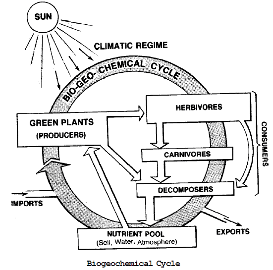 Biogeochemical Cycles | Biology for JAMB