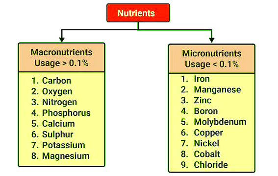Important Diagrams: Mineral Nutrition (Old NCERT) | Crash Course for NEET