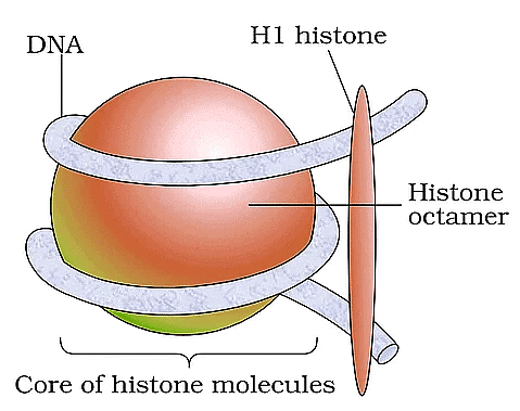 Important Diagrams: Molecular Basis of Inheritance | Biology Class 12 - NEET