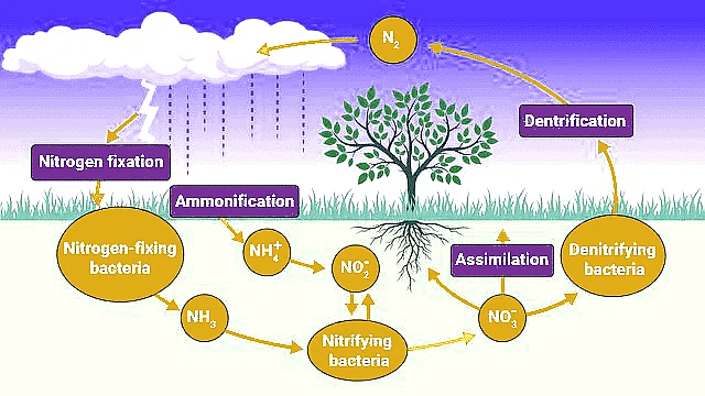 Important Diagrams: Mineral Nutrition (Old NCERT) | Crash Course for NEET