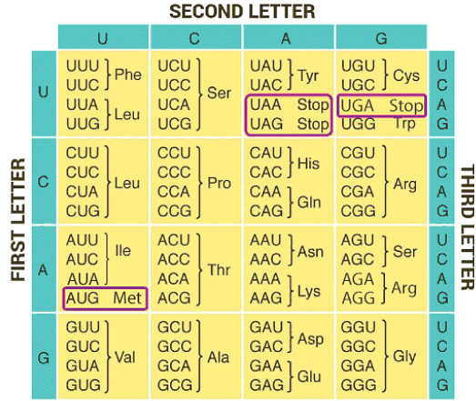 Molecular Basis of Inheritance Chapter Notes | Biology Class 12 - NEET