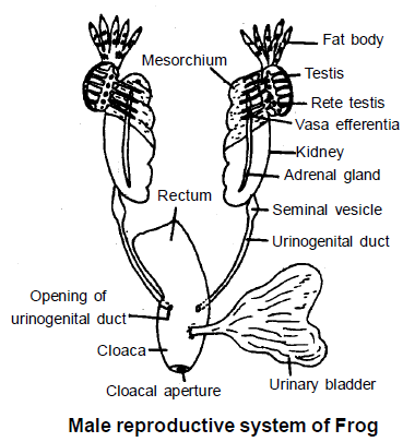 Reproductive System: Frog | Additional Study Material for NEET