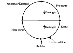 Estrus Cycle | Biology for Grade 12