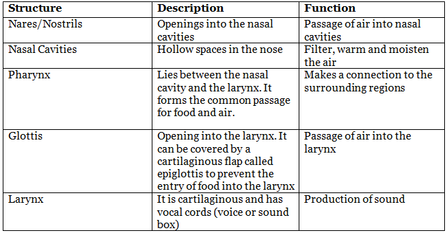 Breathing and Exchange of Gases Chapter Notes | Biology Class 11 - NEET