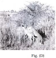 NCERT Exemplar: Organisms & Populations - 2 | NCERT Exemplar & Revision Notes for NEET