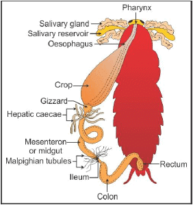 Class 11 Biology Sample Question Paper with Solution- 1 | Sample Papers for Class 11 Medical and Non-Medical - JEE