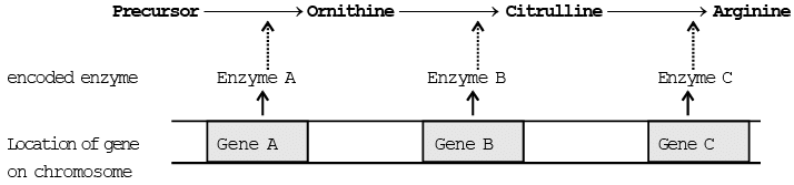 Genetics | Additional Study Material for NEET