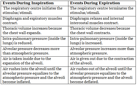 Breathing and Exchange of Gases Chapter Notes | Biology Class 11 - NEET