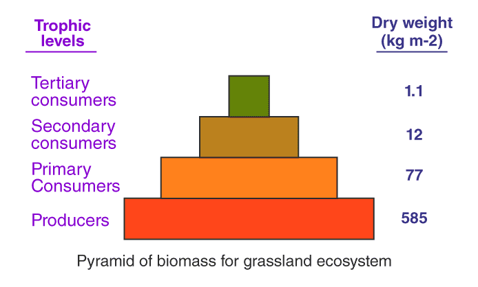 Important Diagrams: Ecosystem | Biology Class 12 - NEET