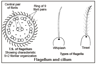 Cilia, Flagella, Centrosome and Centriole | Biology for ACT