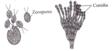 NCERT Exemplar: Reproduction in Organisms - 2 (Old NCERT) - NEET