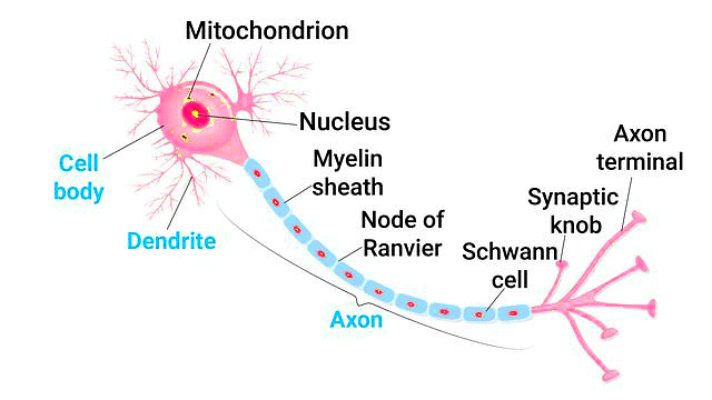 Important Diagrams: Neural Control and Coordination | Biology Class 11 - NEET