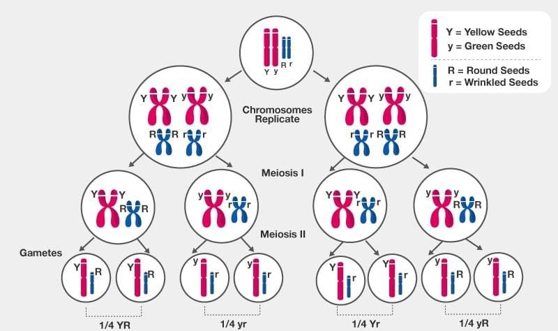 Inheritance of Two Genes: Chromosomal Theory | Additional Study Material for NEET