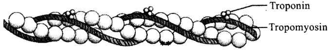 NCERT Exemplar: Locomotion & Movement | Biology Class 11 - NEET