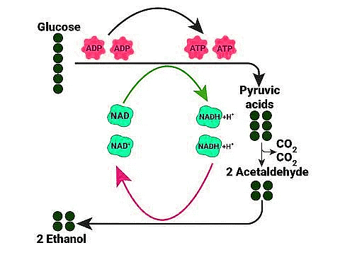 Important Diagrams: Respiration in Plants | Biology Class 11 - NEET