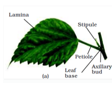 NCERT Notes: Morphology of Flowering Plants | NCERTs at Fingertips: Textbooks, Tests & Solutions - NEET