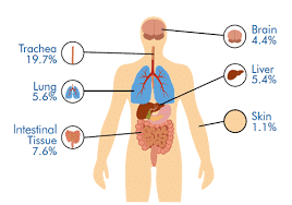 NCERT Solutions Class 11 Biology Chapter 17 - Breathing and Exchange of Gases