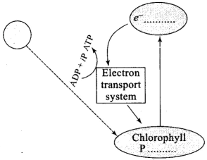 NCERT Exemplar: Photosynthesis in Higher Plants | Biology Class 11 - NEET