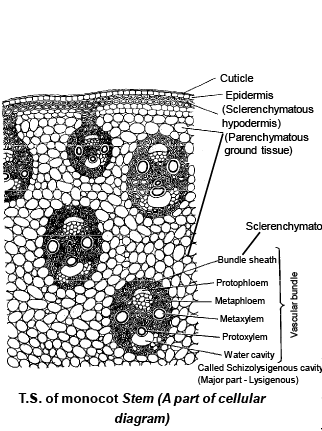 Anatomy of Monocot & Dicot Stem | Biology for JAMB