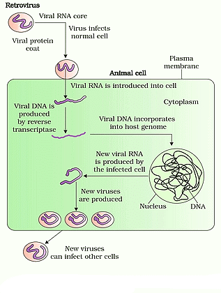 Life Cycle of retrovirus