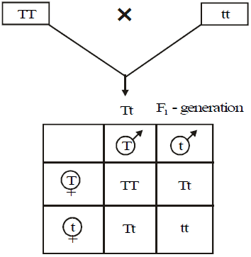 Inheritance of One Gene & Inheritance of Two Genes | Additional Study Material for NEET