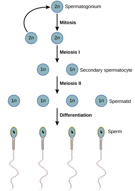 Sexual Reproduction | Biology for Grade 12