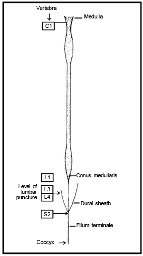 Structure of Spinal Cord | Biology for JAMB
