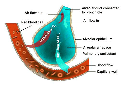 Important Diagrams: Breathing and Exchange of gases | Biology Class 11 - NEET