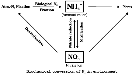 Nitrogen Metabolism | Biology for JAMB
