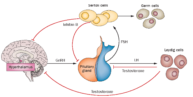 NCERT Solutions Class 11 Biology Chapter 22 - Chemical Coordination and Integration