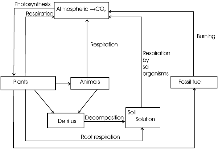 Biogeochemical Cycles | Biology for JAMB