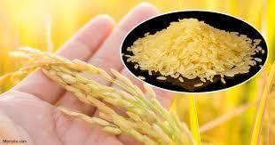 Golden Seed