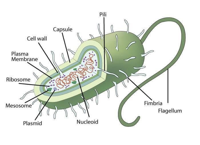 Mesosome