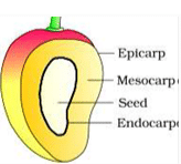 NCERT Notes: Morphology of Flowering Plants | NCERTs at Fingertips: Textbooks, Tests & Solutions - NEET
