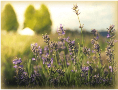 Pest Resistant Plants