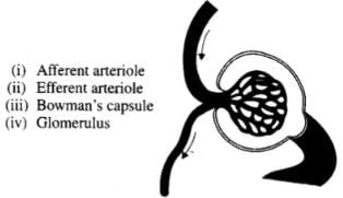 NCERT Exemplars: Excretory Products & their Elimination | Biology Class 11 - NEET