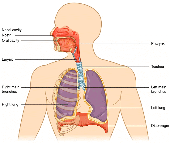 Important Diagrams: Breathing and Exchange of gases | Biology Class 11 - NEET