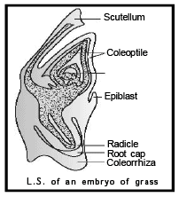 Reproduction in Plant (Part - 5) - Notes, Botany, Class 12