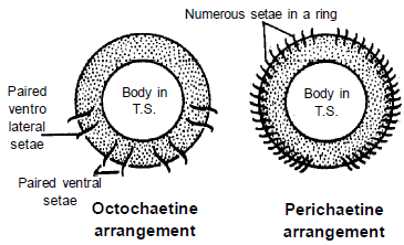 Earthworm: Morphology and Anatomy (Old NCERT) - NEET PDF Download