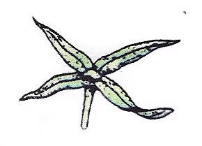 The Flower: Parts & Functions | Biology Class 11 - NEET