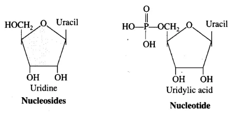 NCERT Exemplar: Biomolecules | Biology Class 11 - NEET