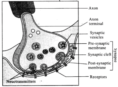 NCERT Exemplars: Neural Control & Coordination | Biology Class 11 - NEET
