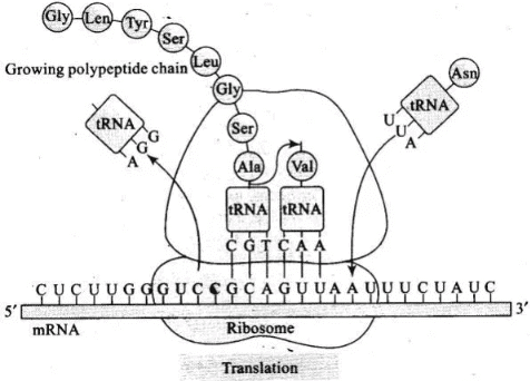 NCERT Exemplar: Molecular Basis of Inheritance - 2 | Biology Class 12 - NEET